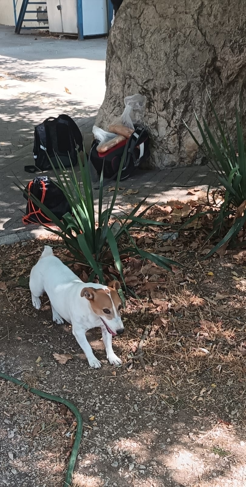 Найдена собака в Севастополе — фото объявления