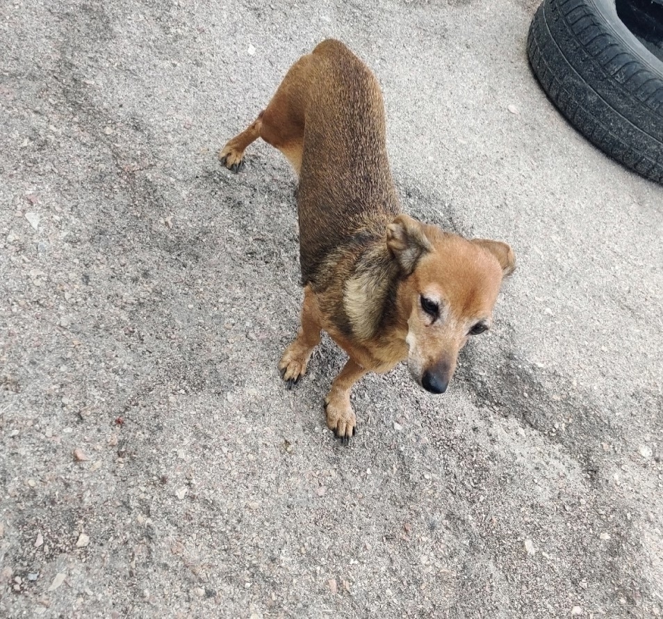 Найдена собака в Севастополе — фото объявления