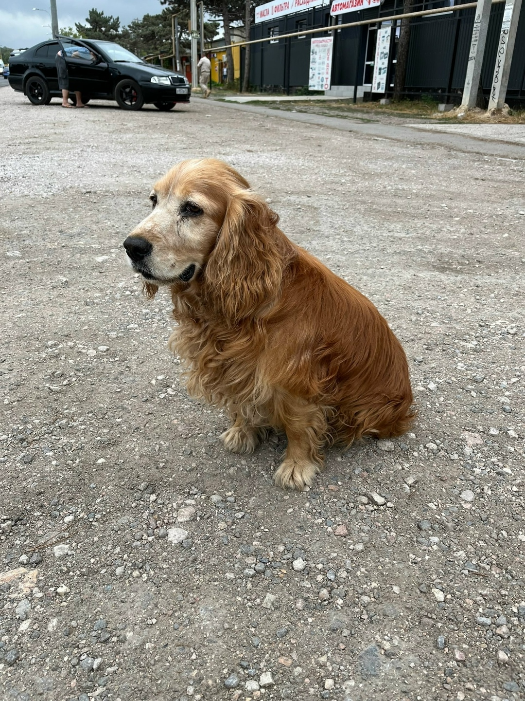 Пропала собака в Севастополе — фото объявления