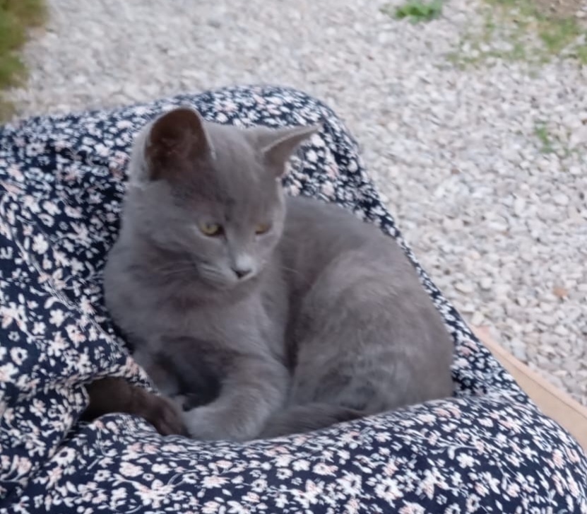 Пропала кошка в Севастополе — фото объявления