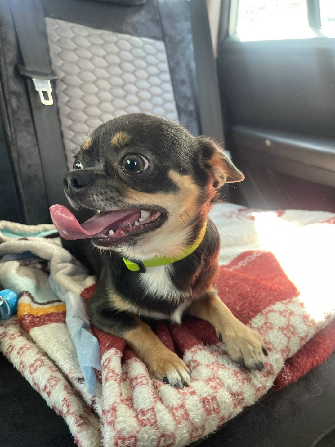 Пропала собака в Севастополе — фото объявления