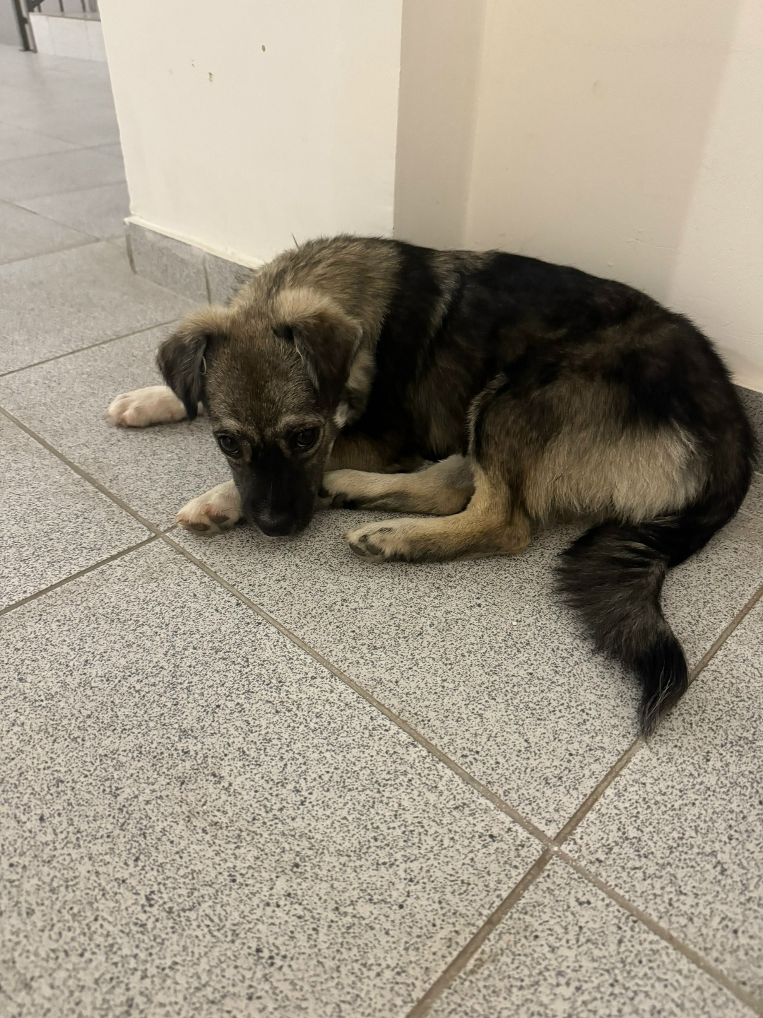 Найдена собака в Севастополе — фото объявления