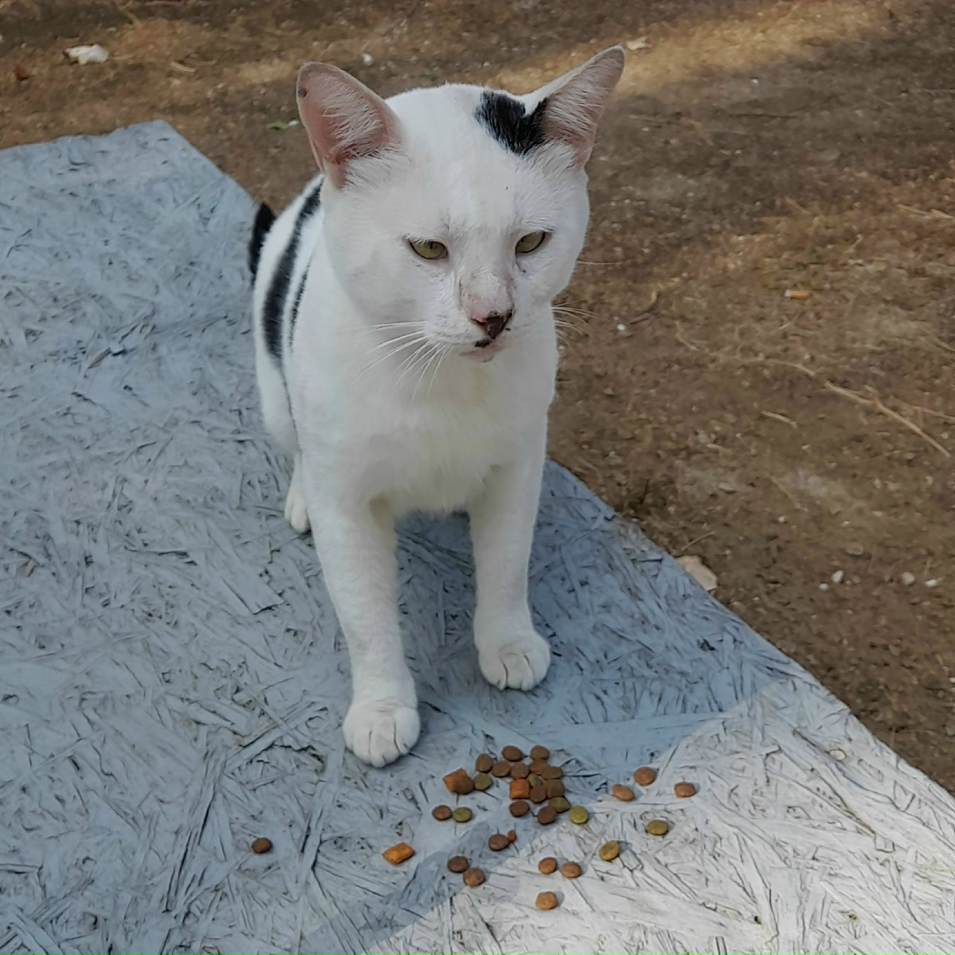 Найдена кошка в Севастополе — фото объявления