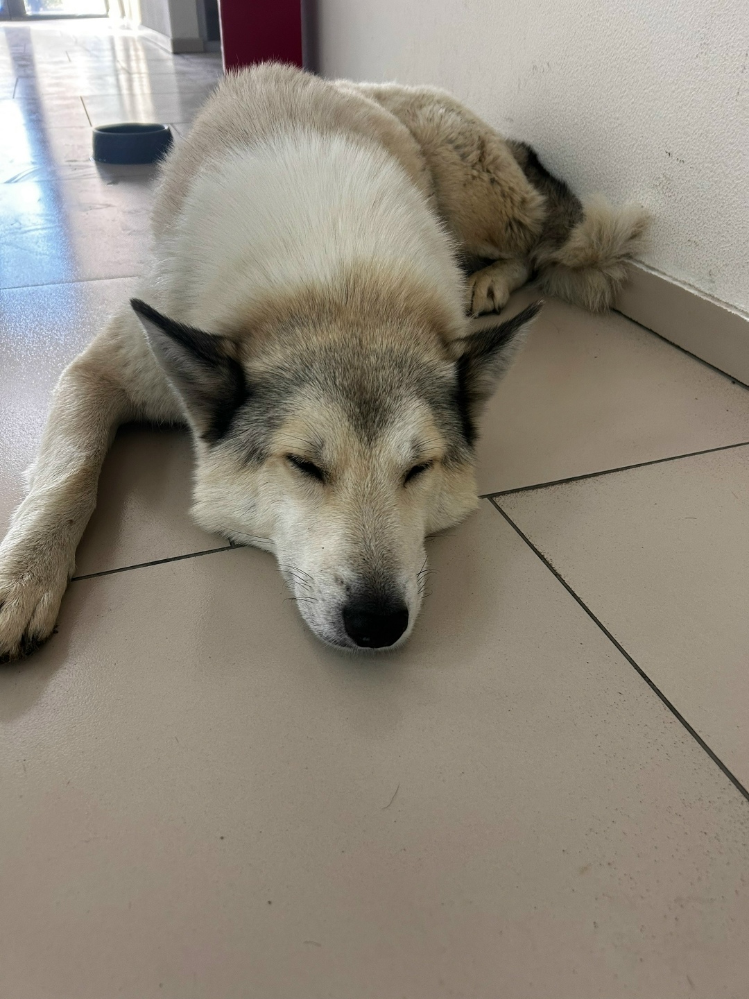 Пропала собака в Севастополе — фото объявления