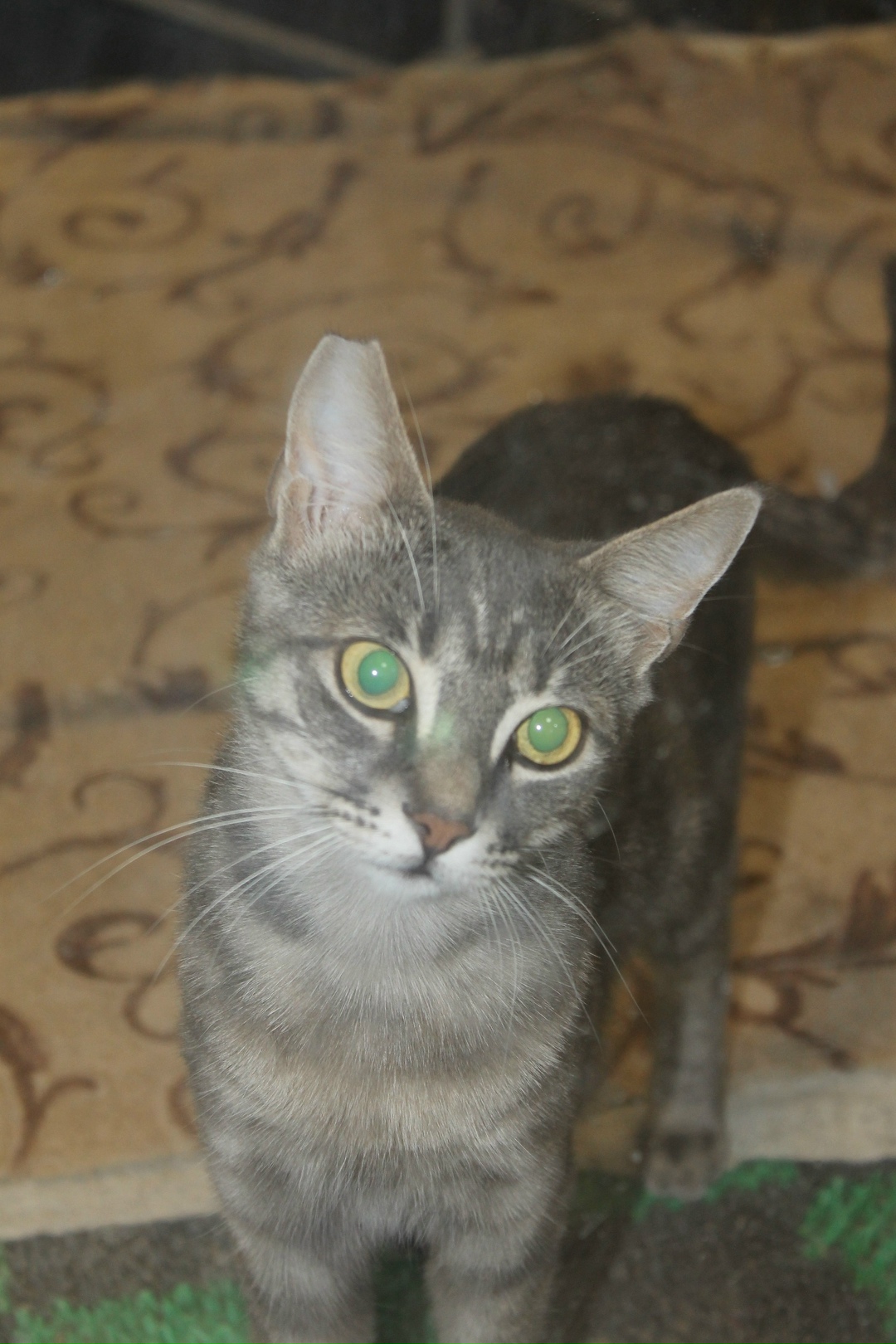 Пропала кошка в Севастополе — фото объявления