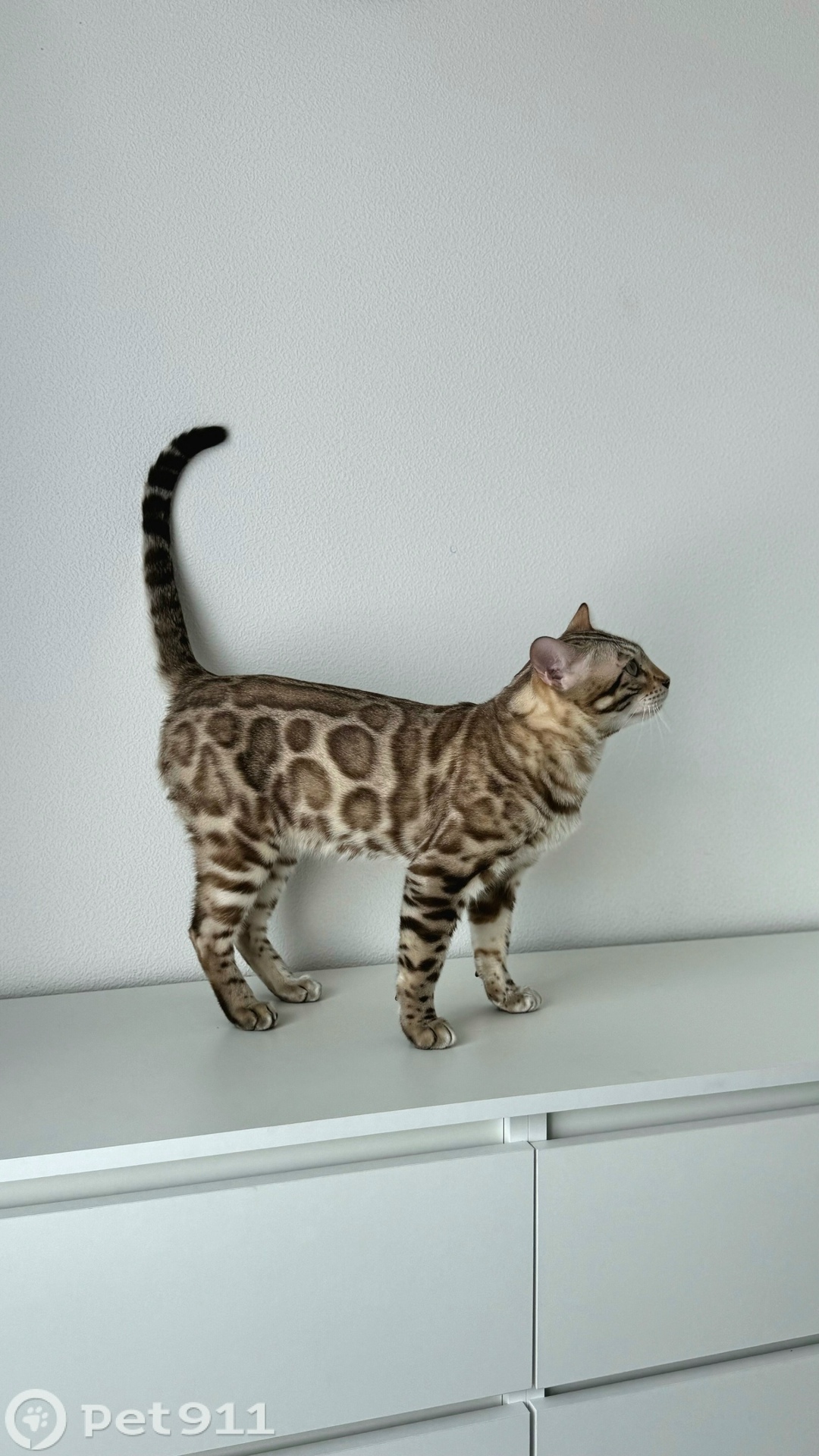 Пропала кошка в Ставрополе — фото объявления