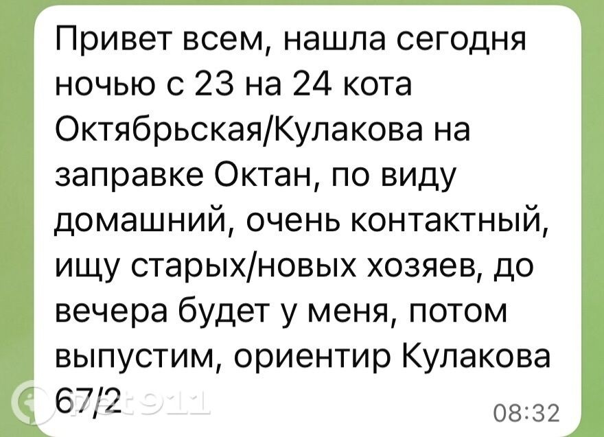 Найдена кошка в Ставрополе — фото объявления