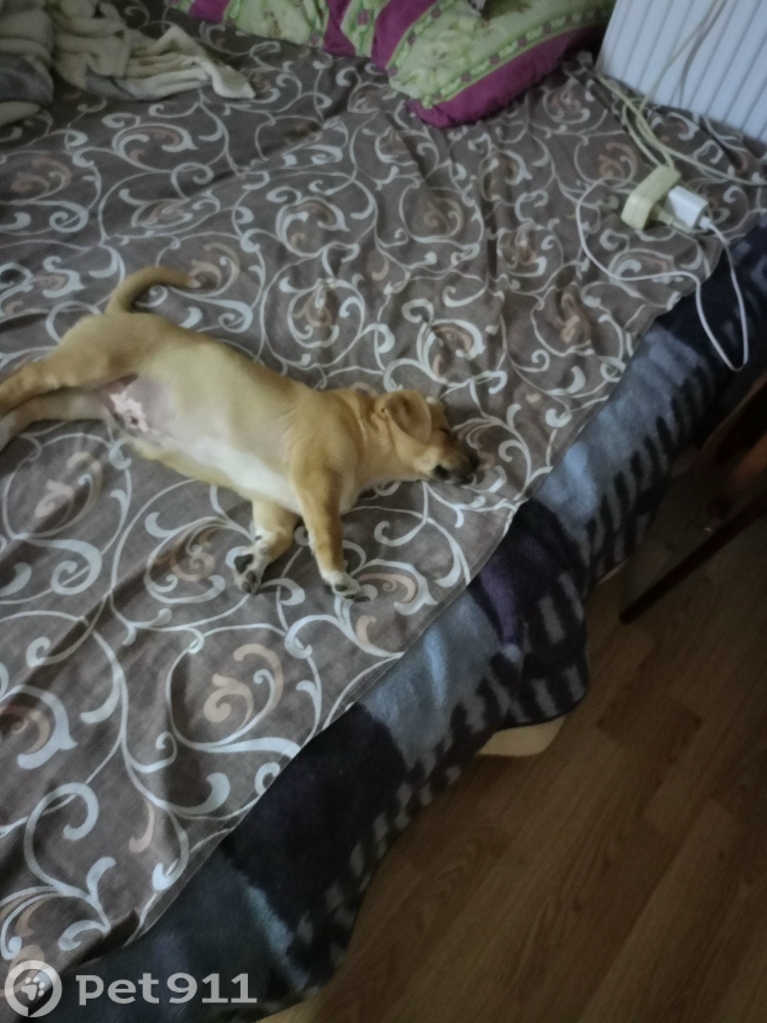 Пропала собака в Ставрополе — фото объявления