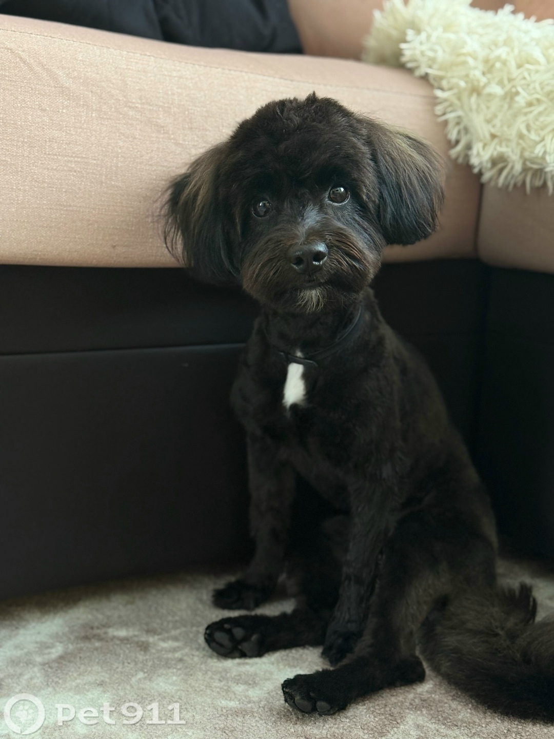 Пропала собака в Ставрополе — фото объявления