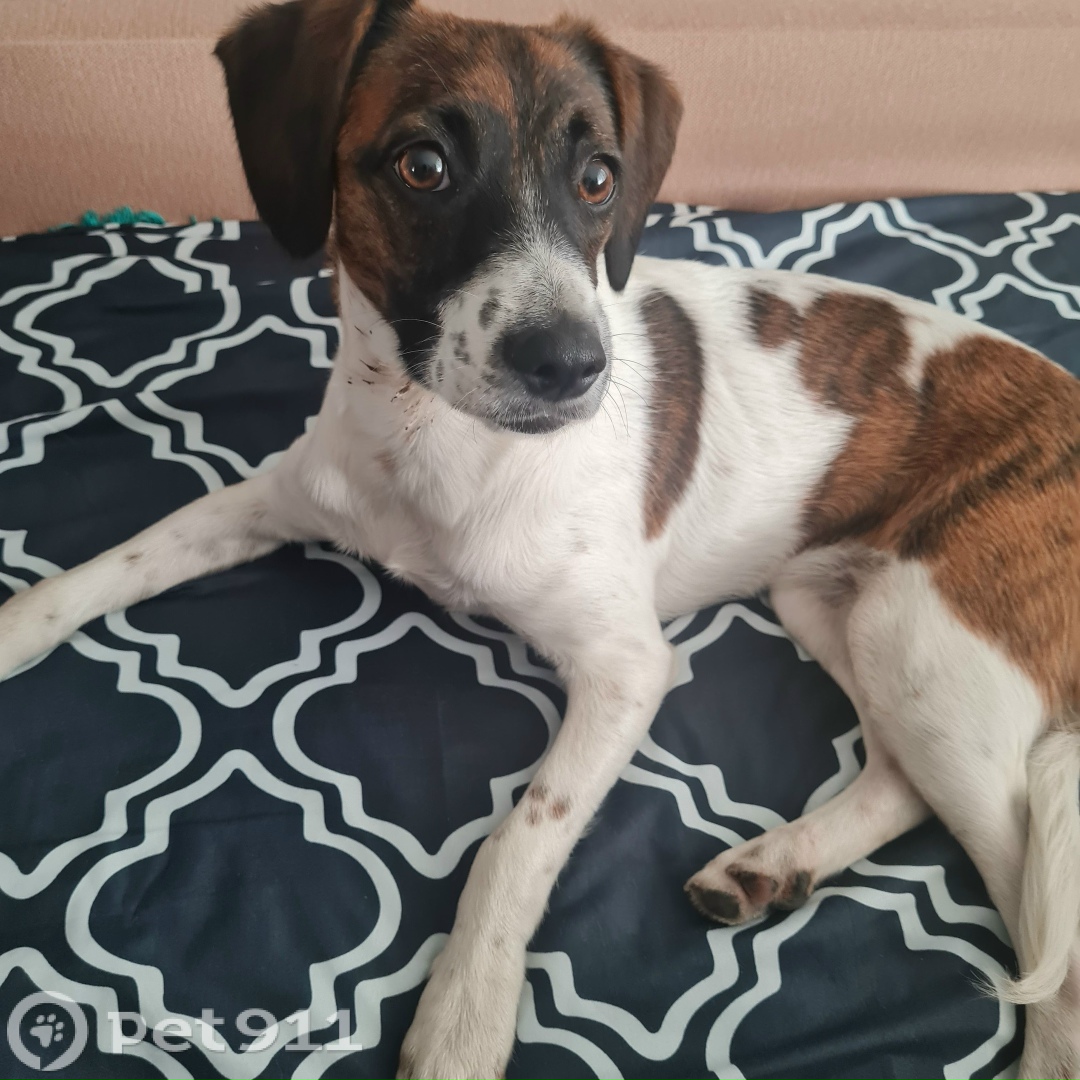 Найдена собака в Ставрополе — фото объявления