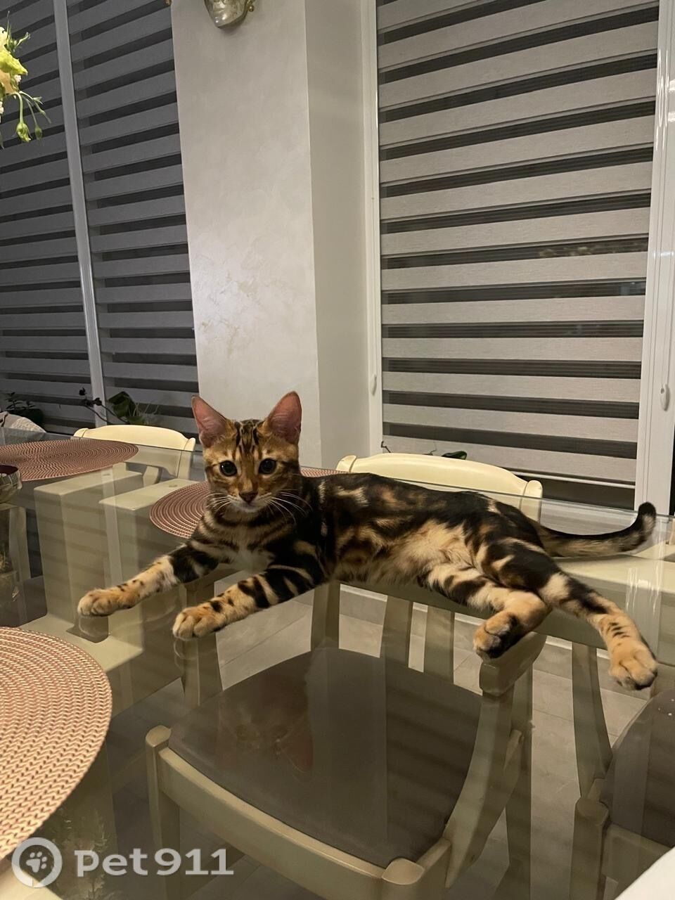 Пропала кошка в Ставрополе — фото объявления