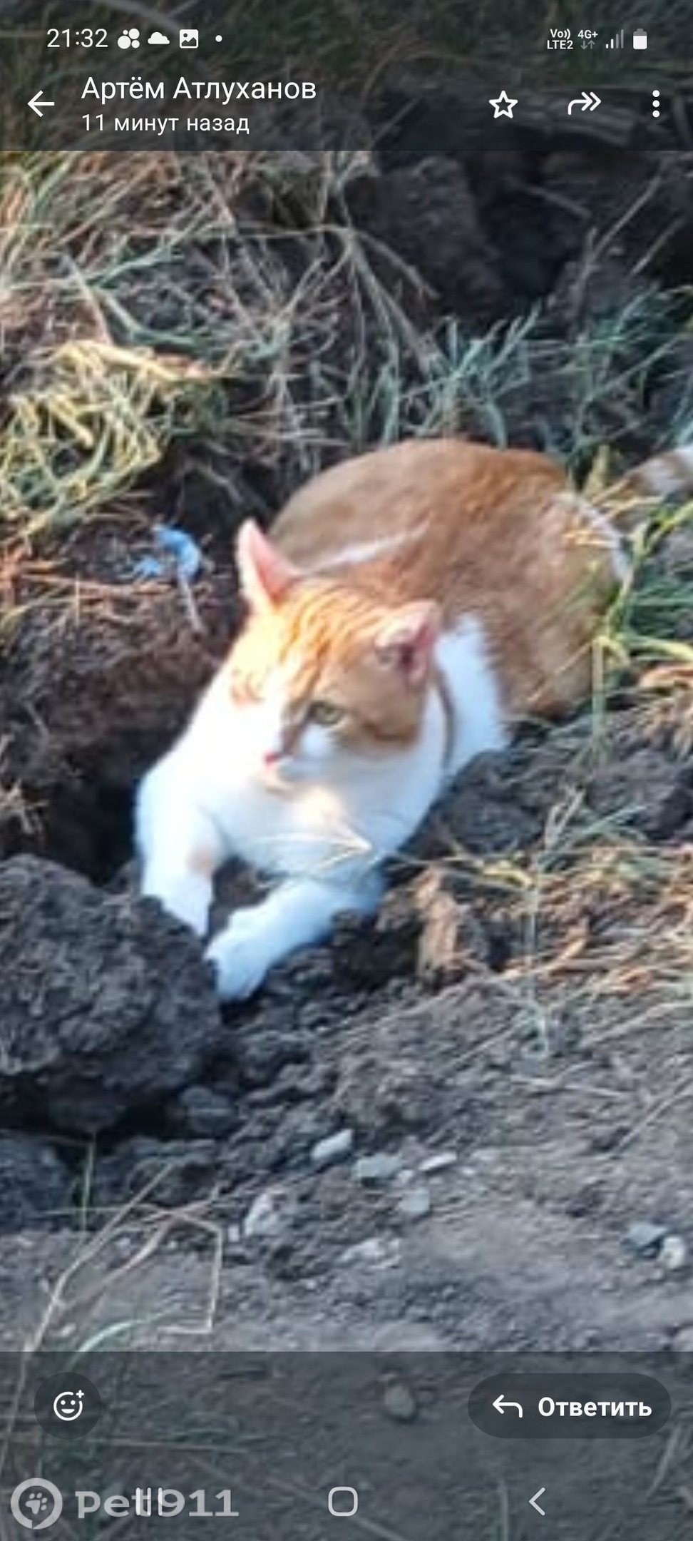 Пропала кошка в Ставрополе — фото объявления