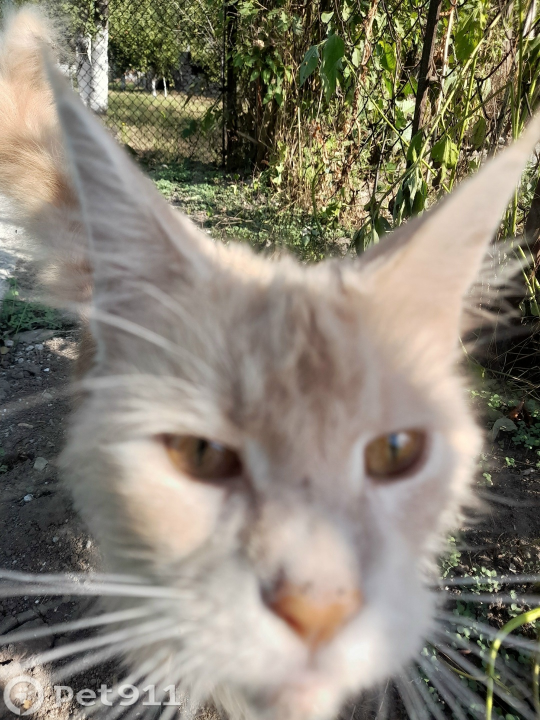 Найдена кошка в Ставрополе — фото объявления