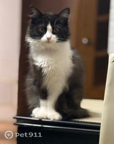 Пропала кошка в Ставрополе — фото объявления