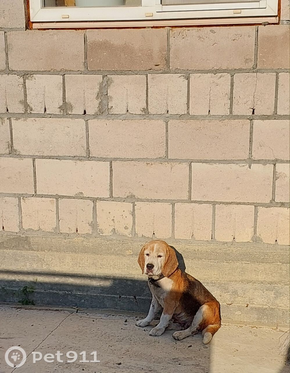 Найдена собака в Ставрополе — фото объявления