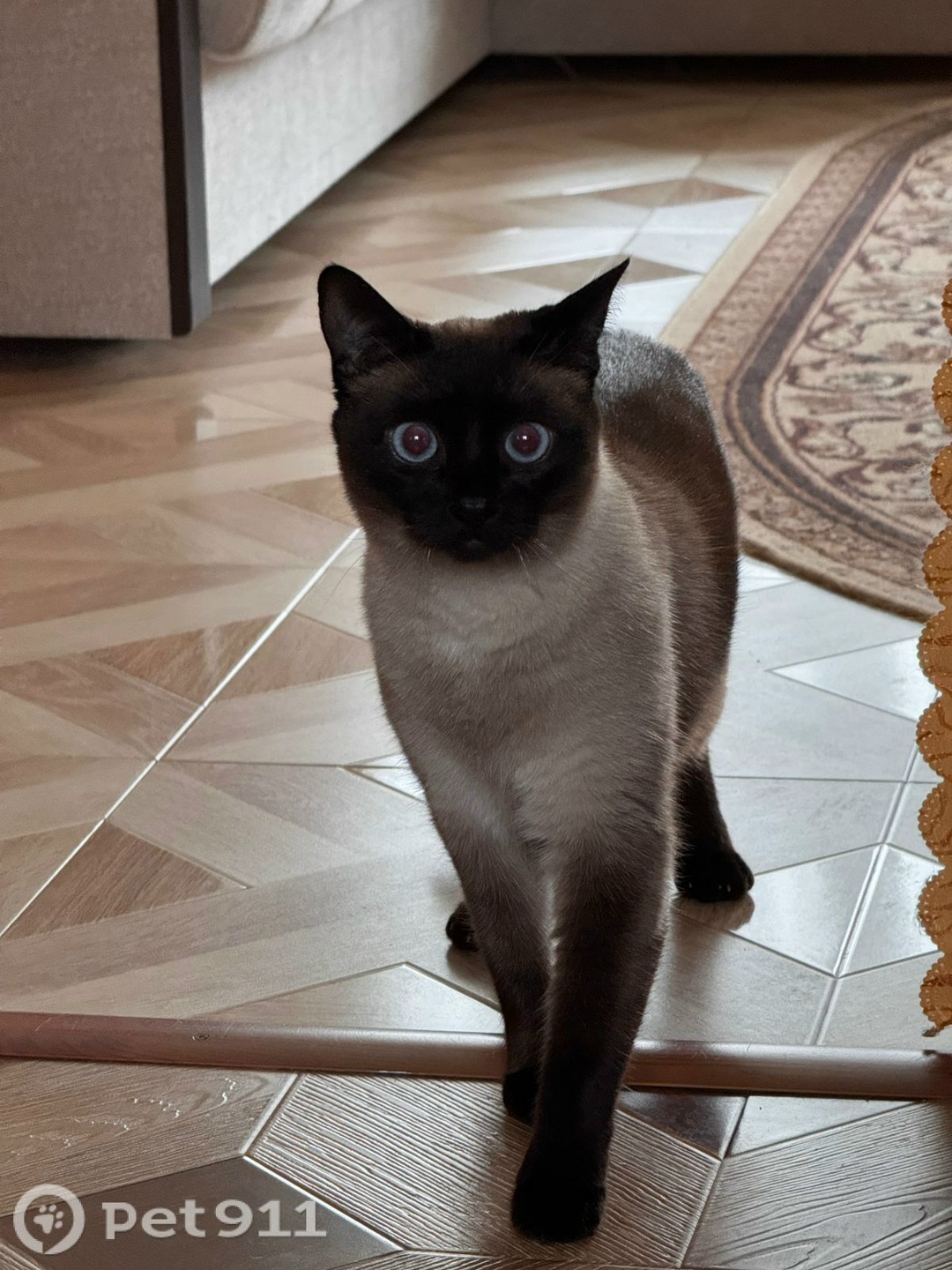 Пропала кошка в Ставрополе — фото объявления