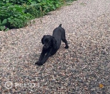 Пропала собака в Ставрополе — фото объявления