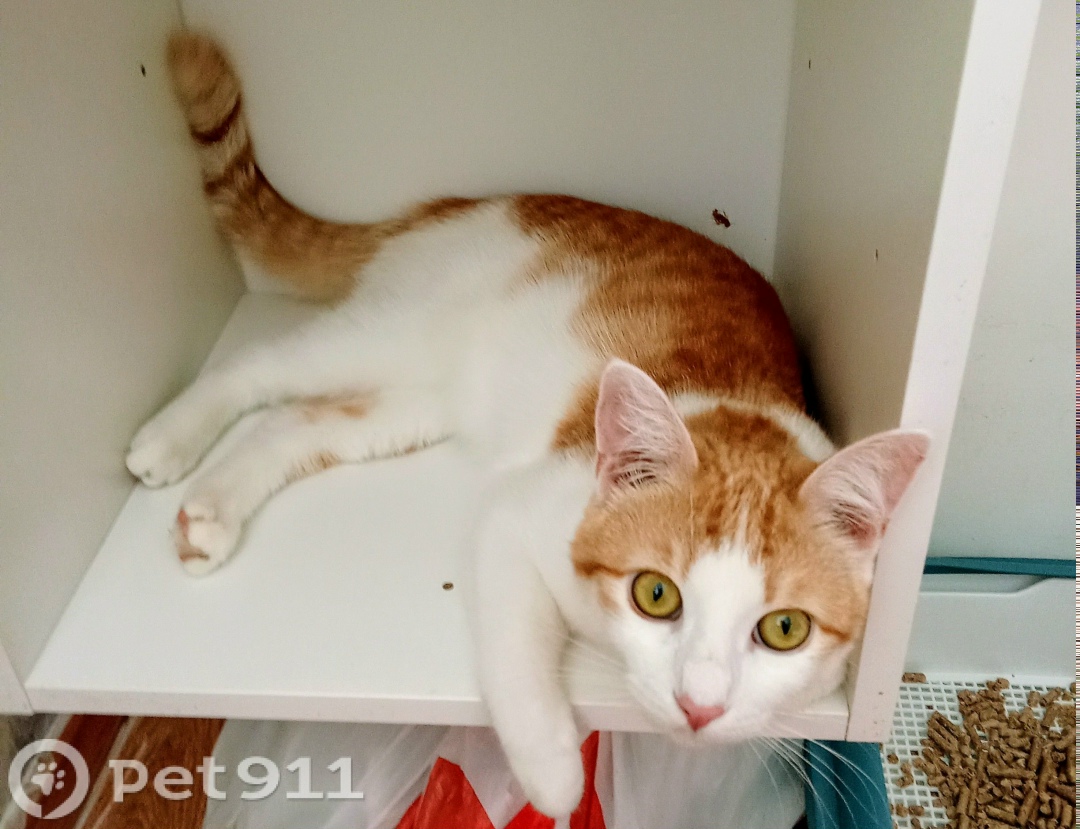 Пропала кошка в Ставрополе — фото объявления