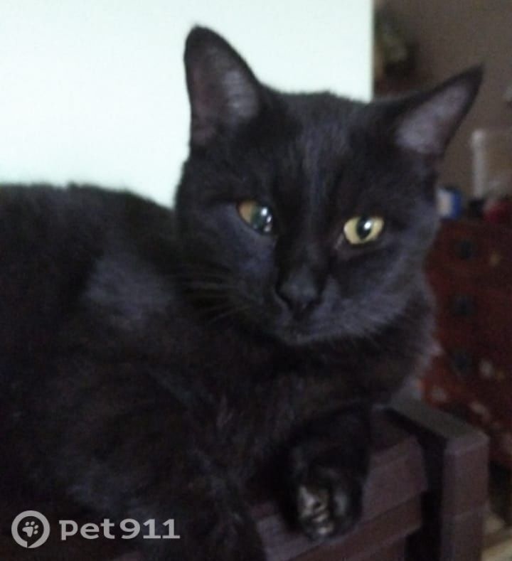 Пропала кошка в Ставрополе — фото объявления