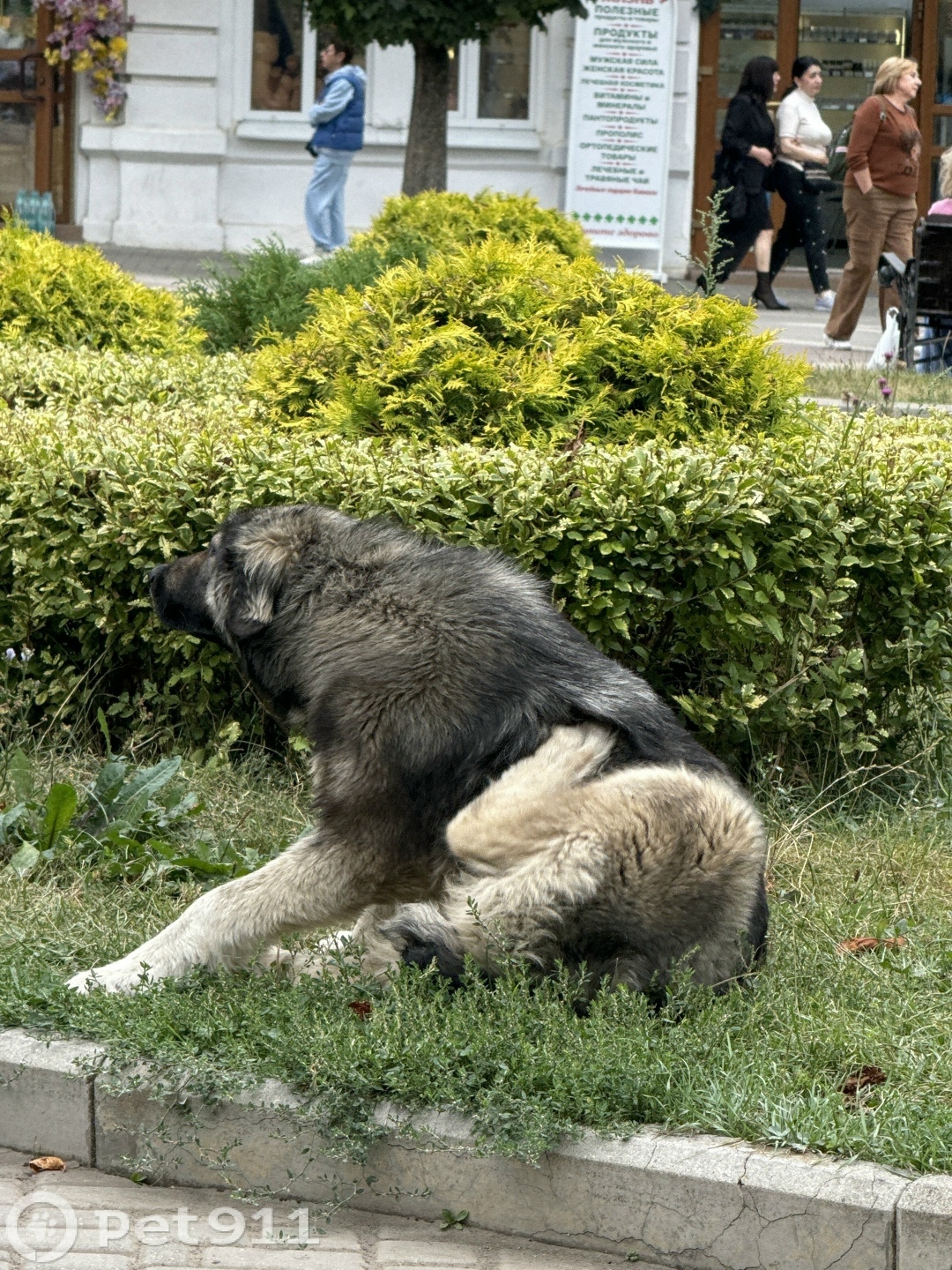 Найдена собака в Ставрополе — фото объявления