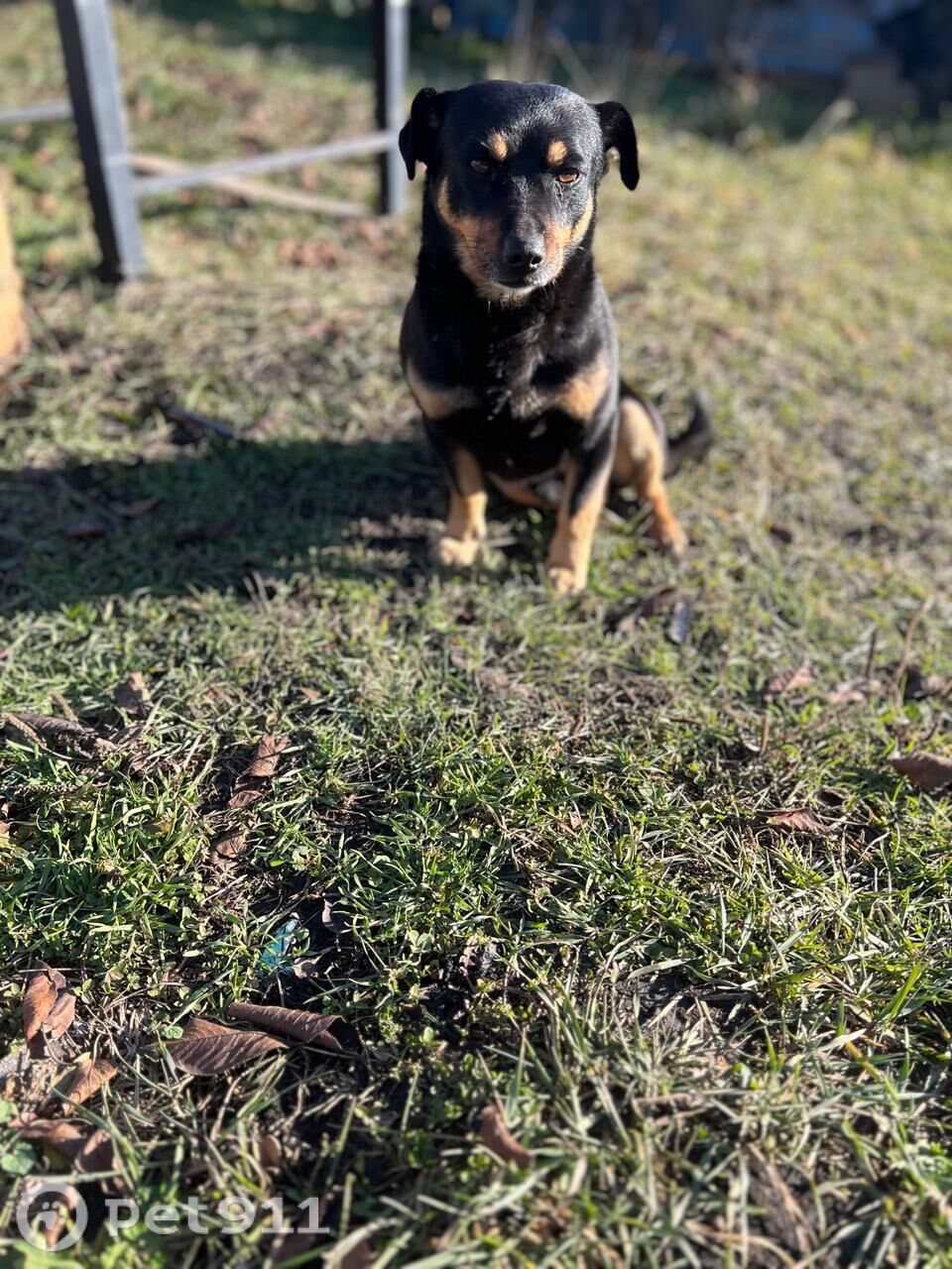 Пропала собака в Ставрополе — фото объявления