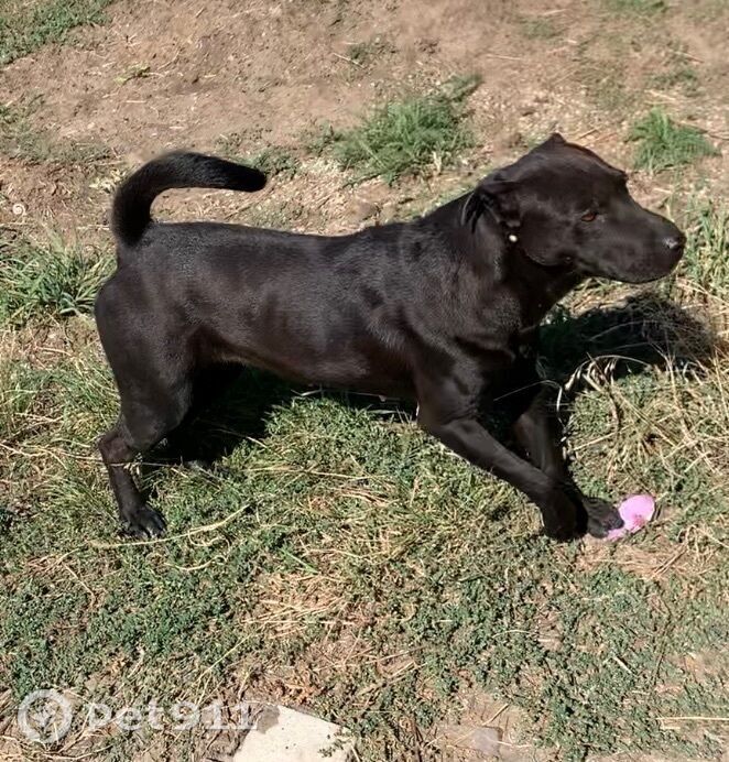 Найдена собака в Ставрополе — фото объявления