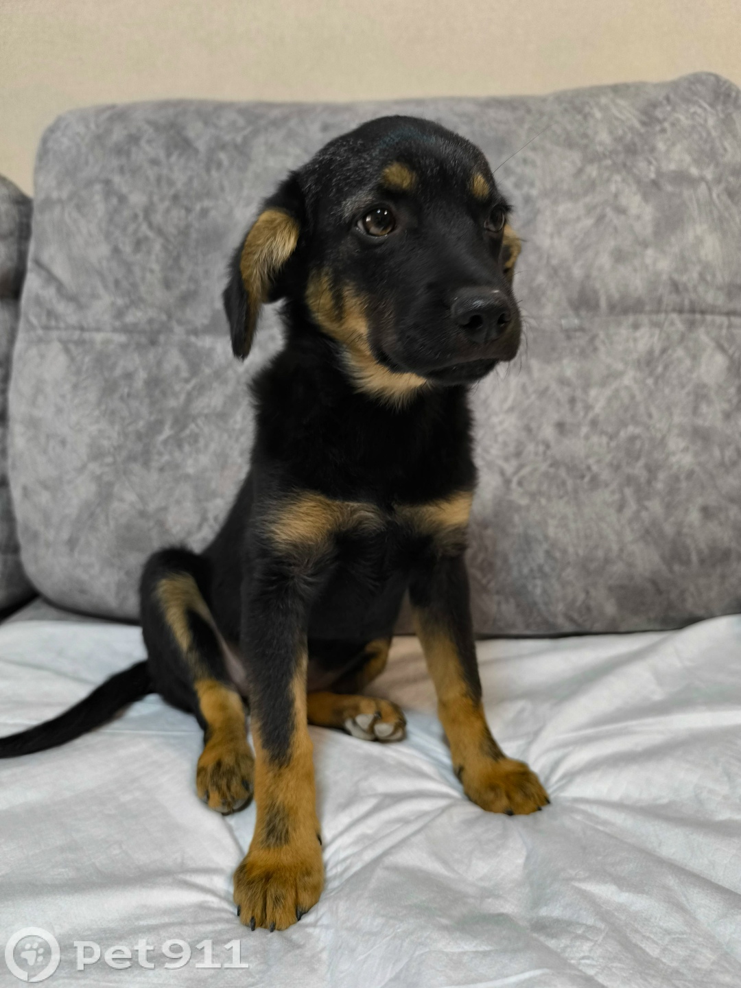 Пропала собака в Ставрополе — фото объявления