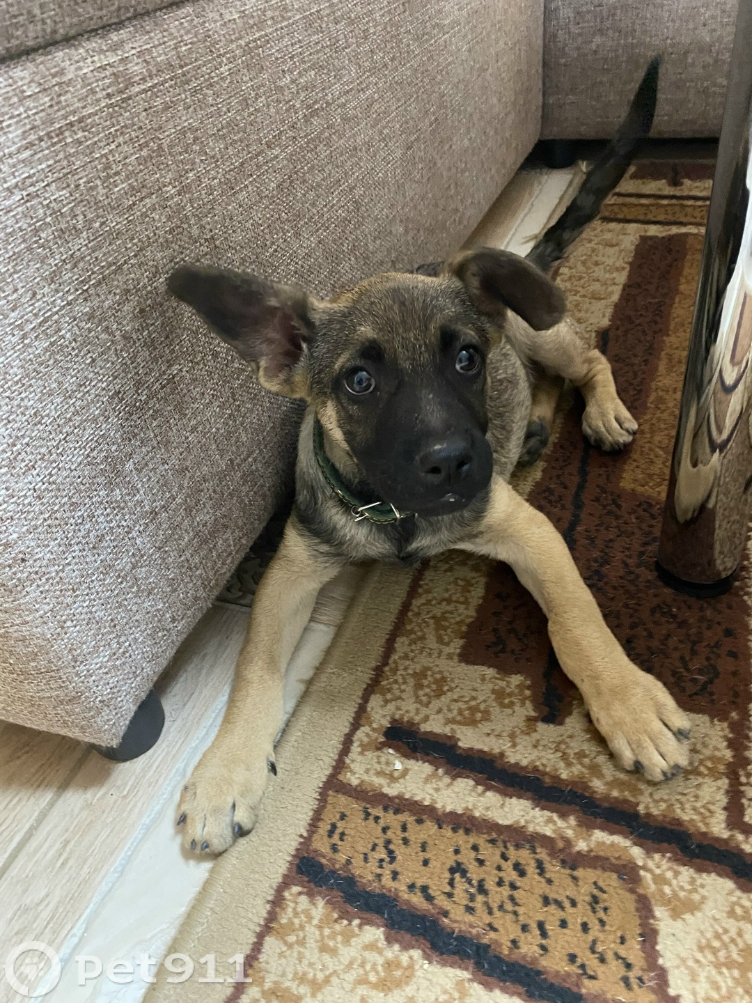 Найдена собака в Ставрополе — фото объявления