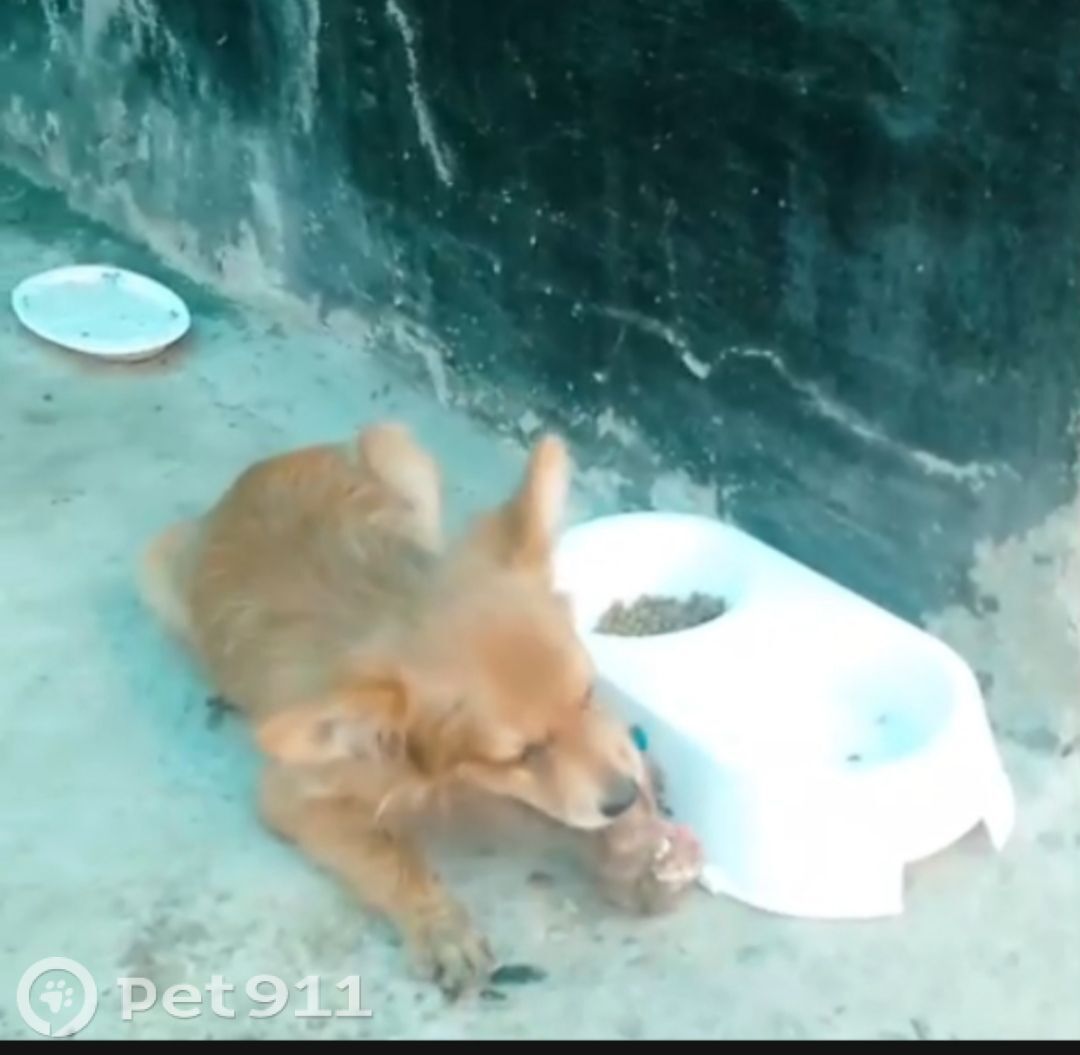 Пропала собака в Ставрополе — фото объявления