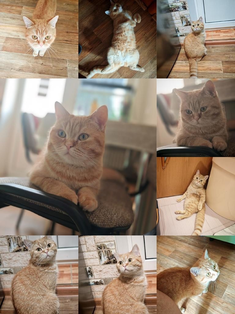 Пропала кошка в Ставрополе — фото объявления