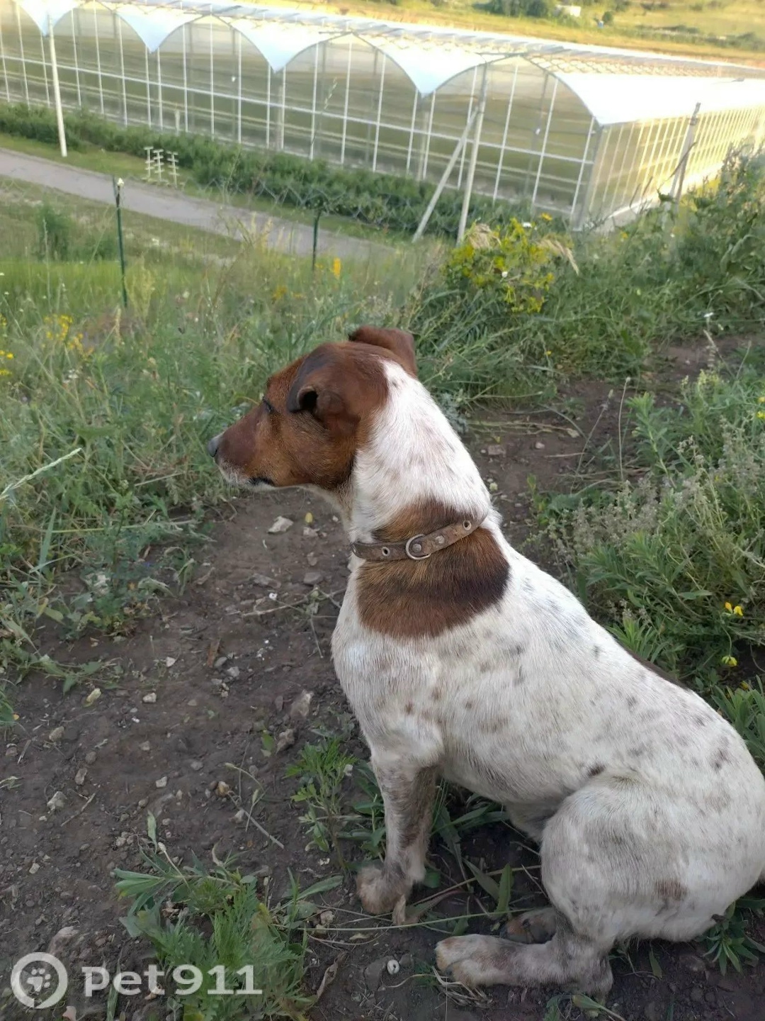 Пропала собака в Ставрополе — фото объявления