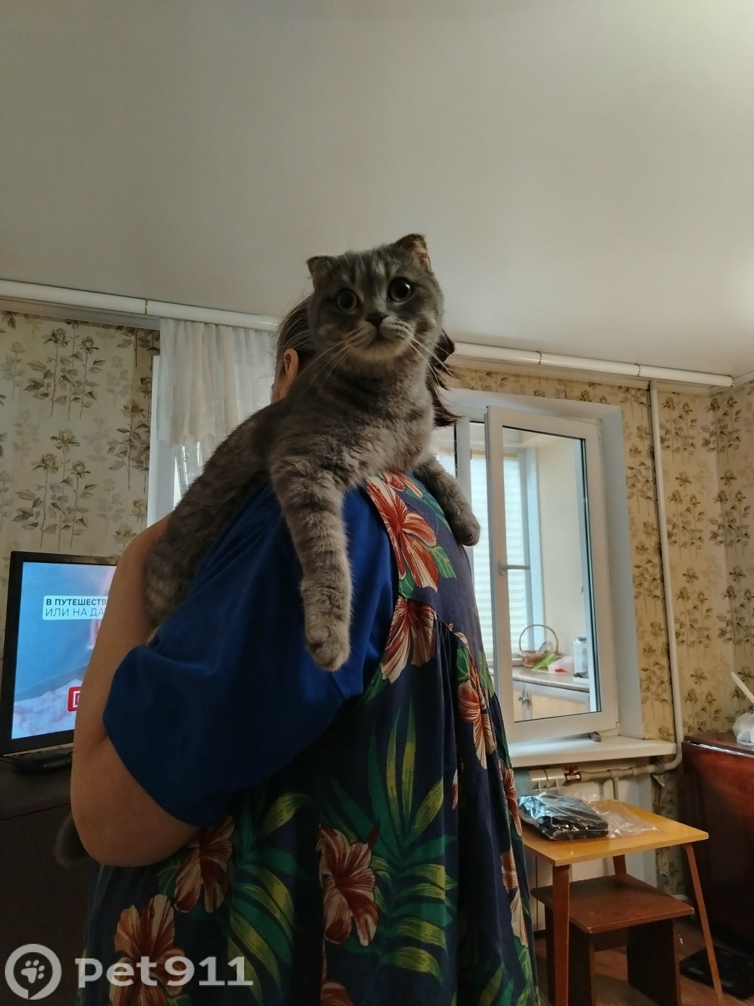 Найдена кошка в Ставрополе — фото объявления