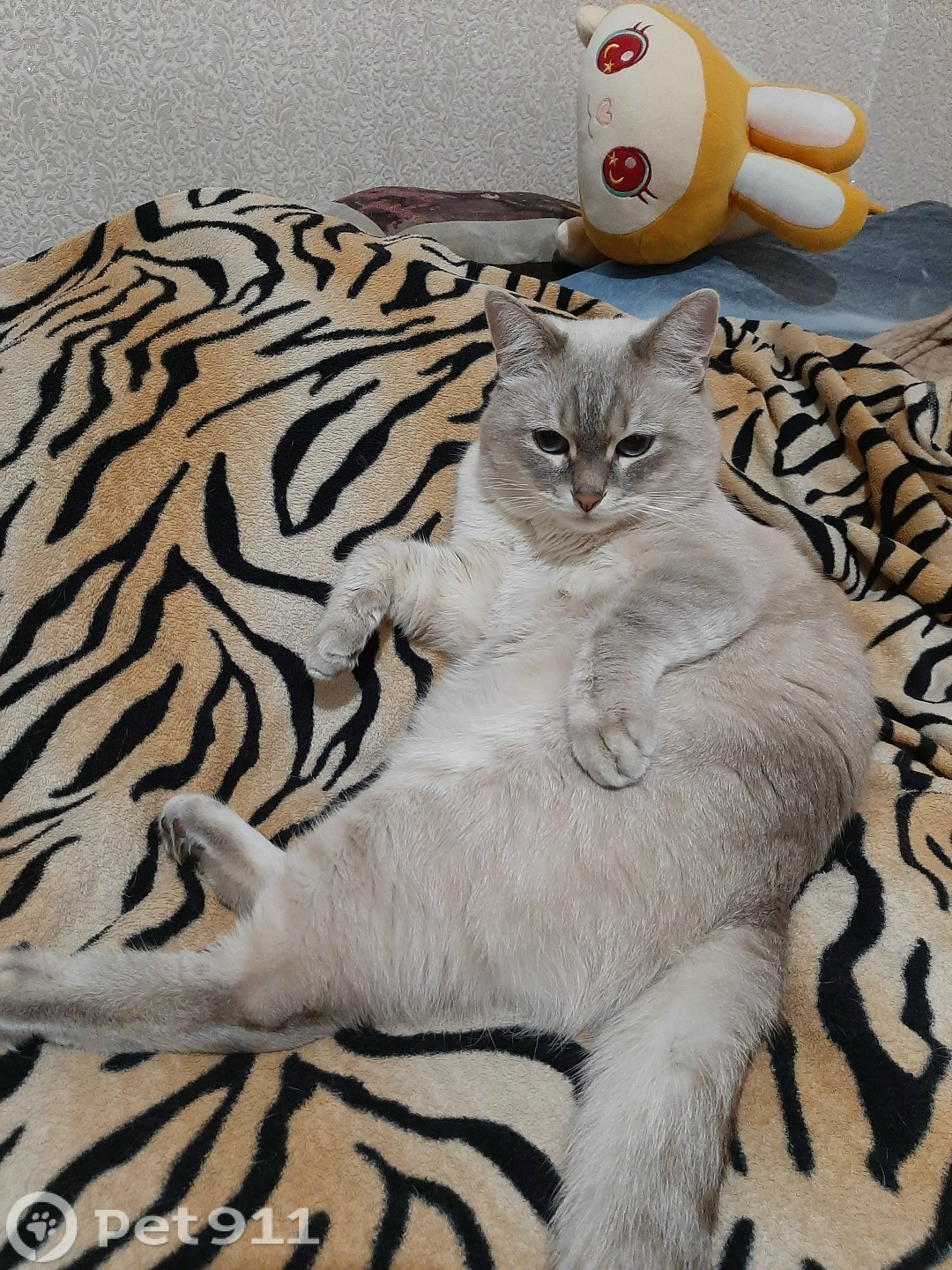 Пропала кошка в Ставрополе — фото объявления