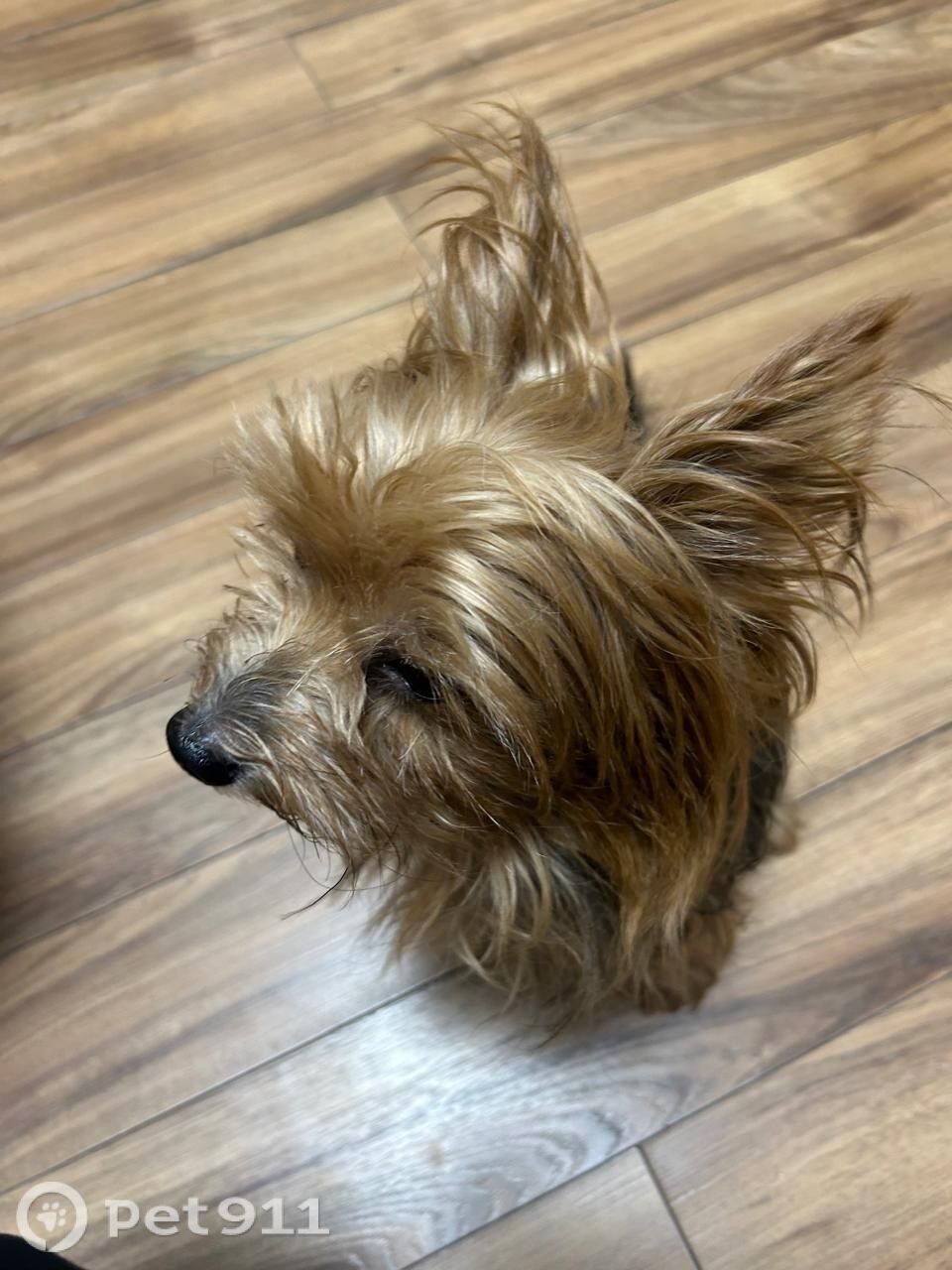 Найдена собака в Ставрополе — фото объявления