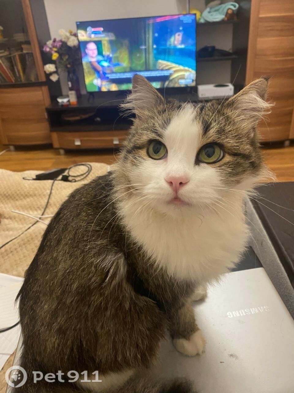 Пропала кошка в Ставрополе — фото объявления