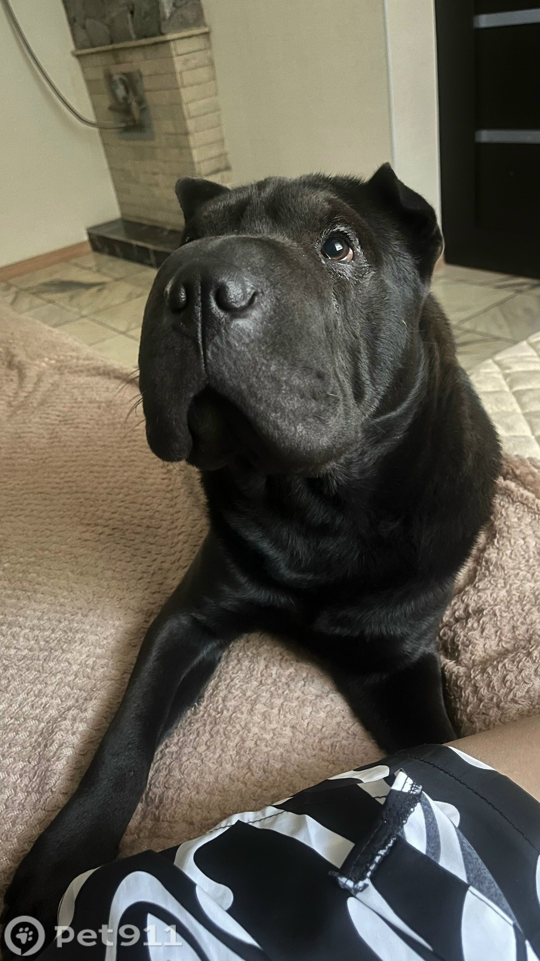 Пропала собака в Ставрополе — фото объявления