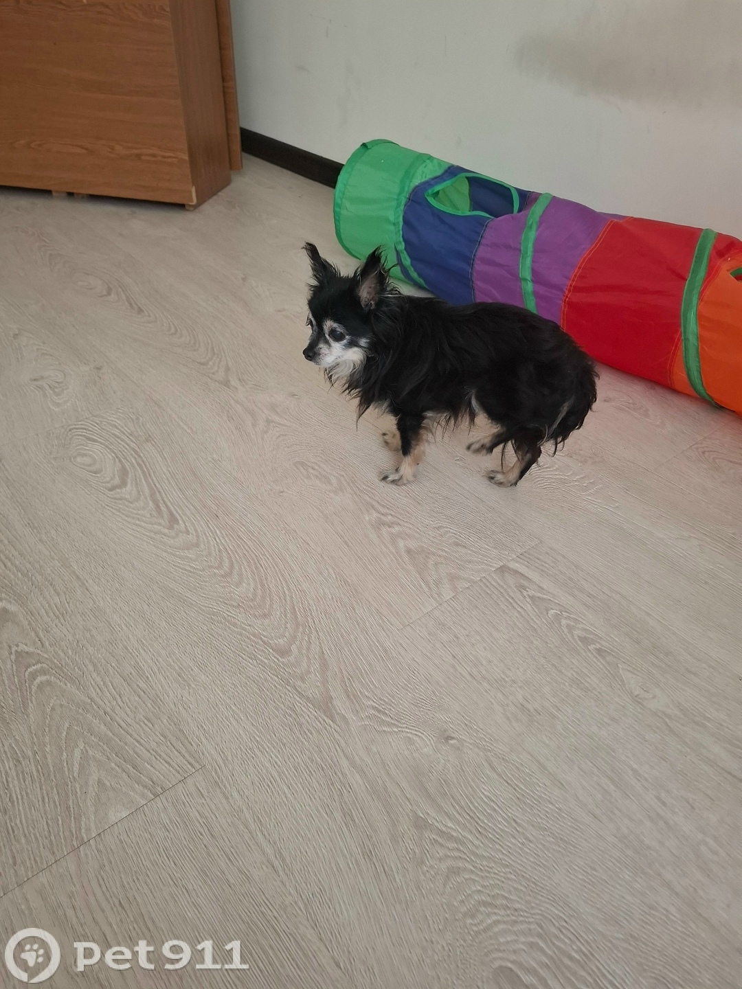 Найдена собака в Ставрополе — фото объявления