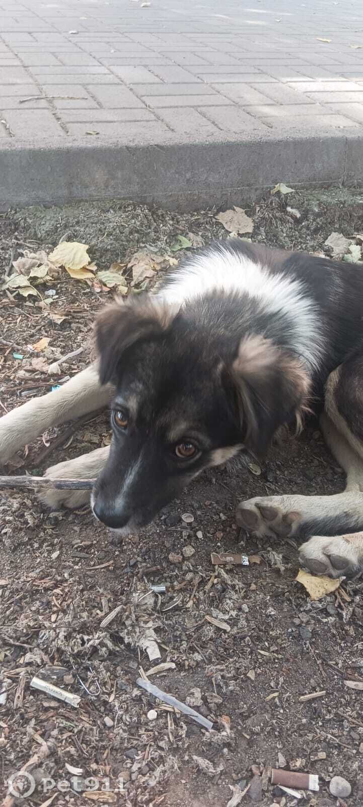 Найдена собака в Ставрополе — фото объявления