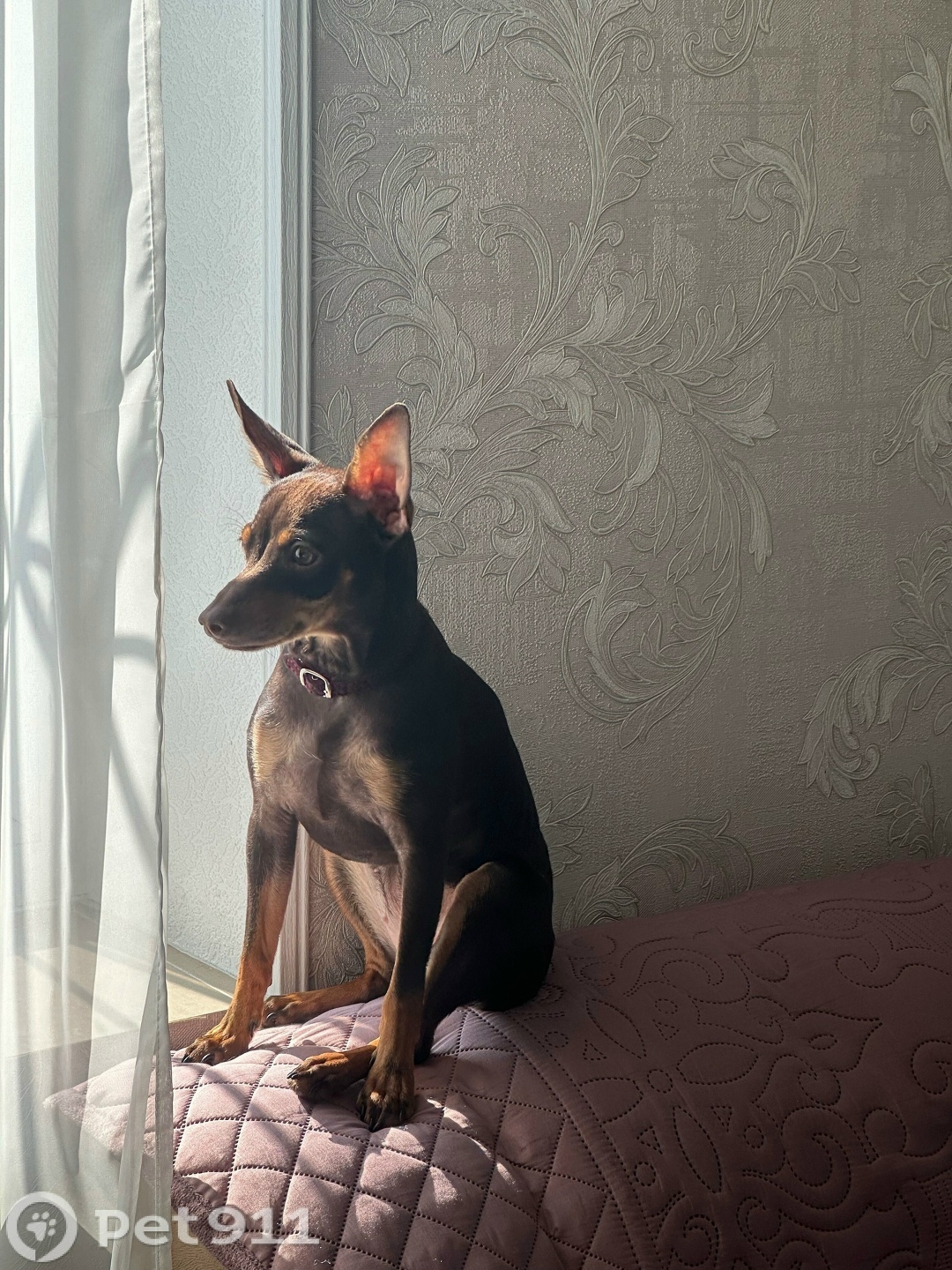 Пропала собака в Ставрополе — фото объявления