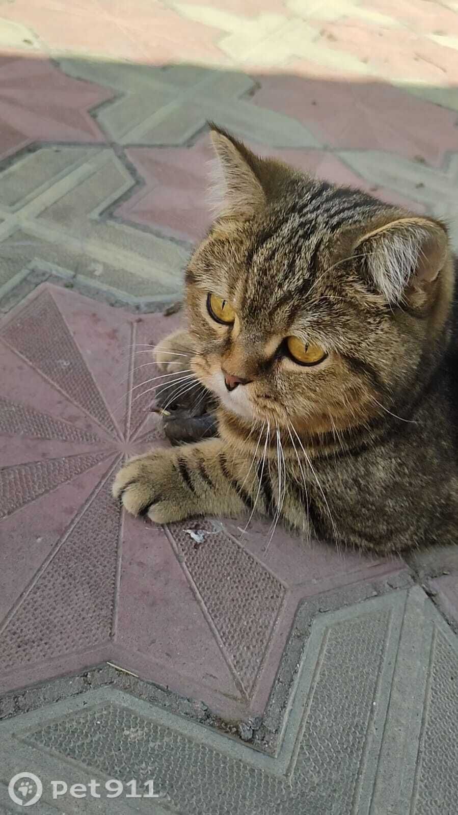 Пропала кошка в Ставрополе — фото объявления