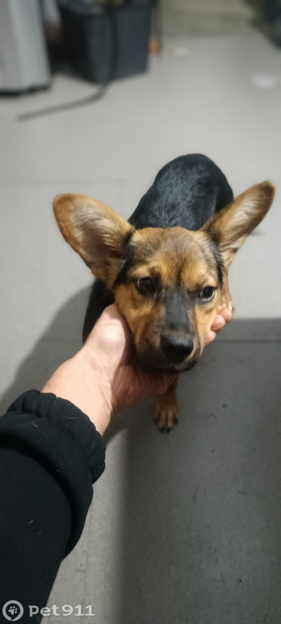 Найдена собака в Ставрополе — фото объявления