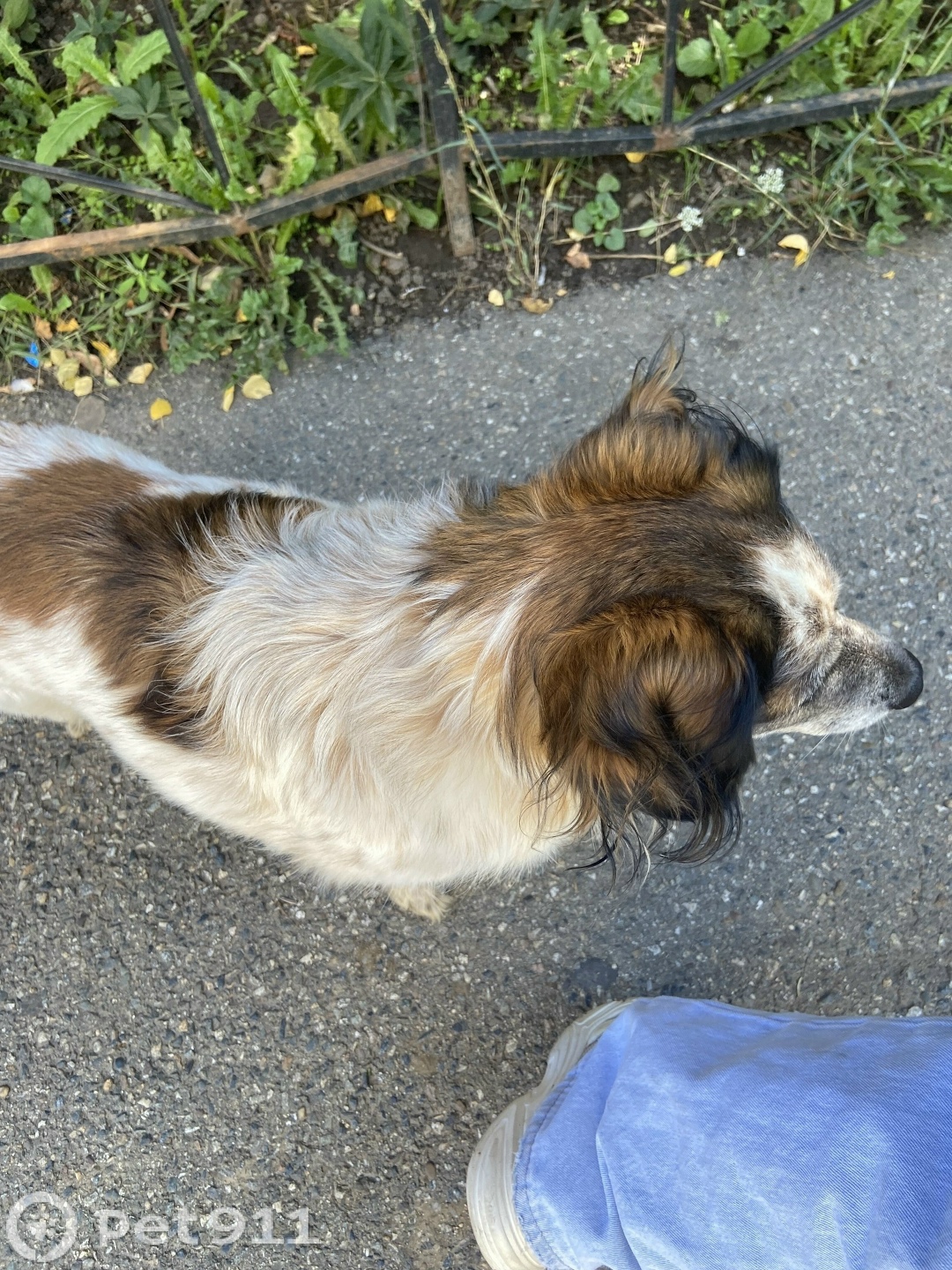 Найдена собака в Ставрополе — фото объявления