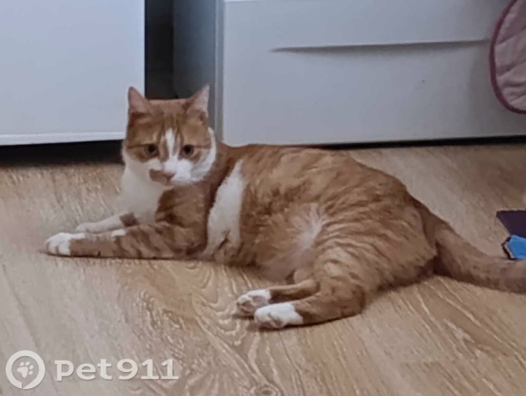 Пропала кошка в Ставрополе — фото объявления