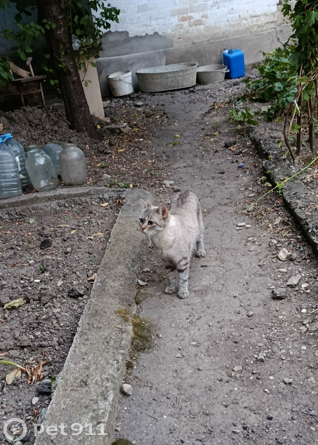 Пропала кошка в Ставрополе — фото объявления