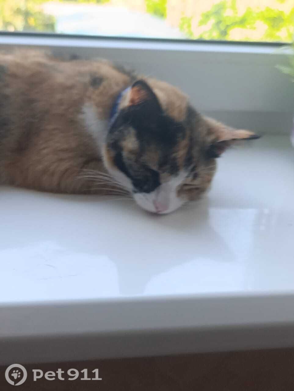 Пропала кошка в Ставрополе — фото объявления