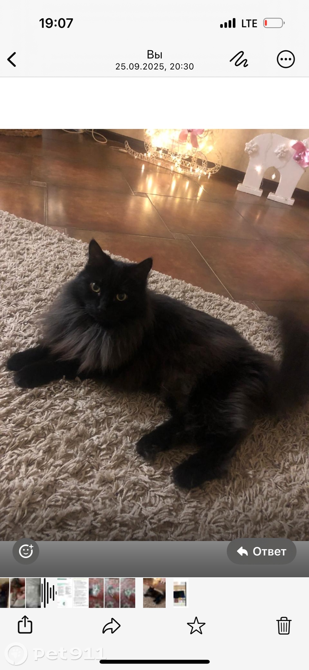 Пропала кошка в Ставрополе — фото объявления