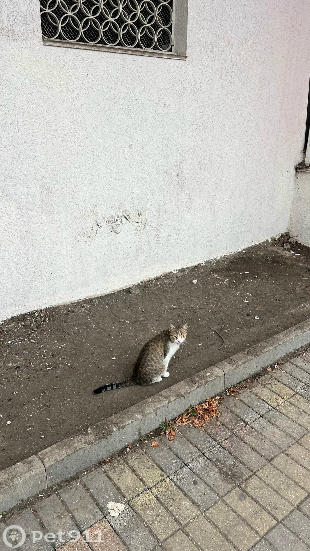Найдена кошка в Ставрополе — фото объявления