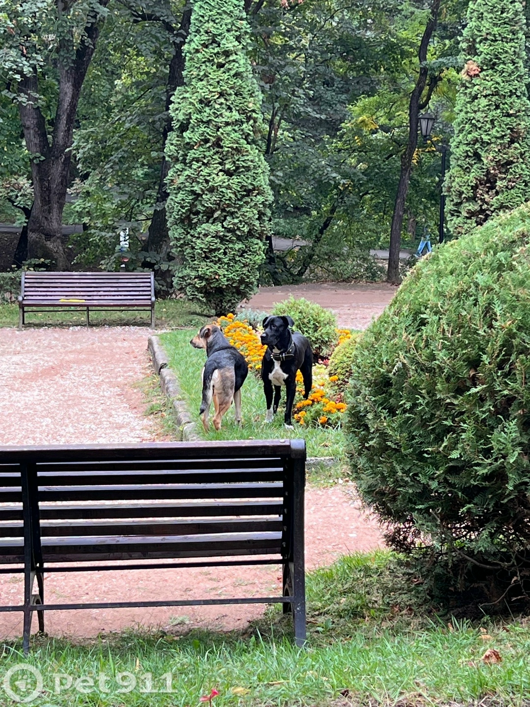 Найдена собака в Ставрополе — фото объявления
