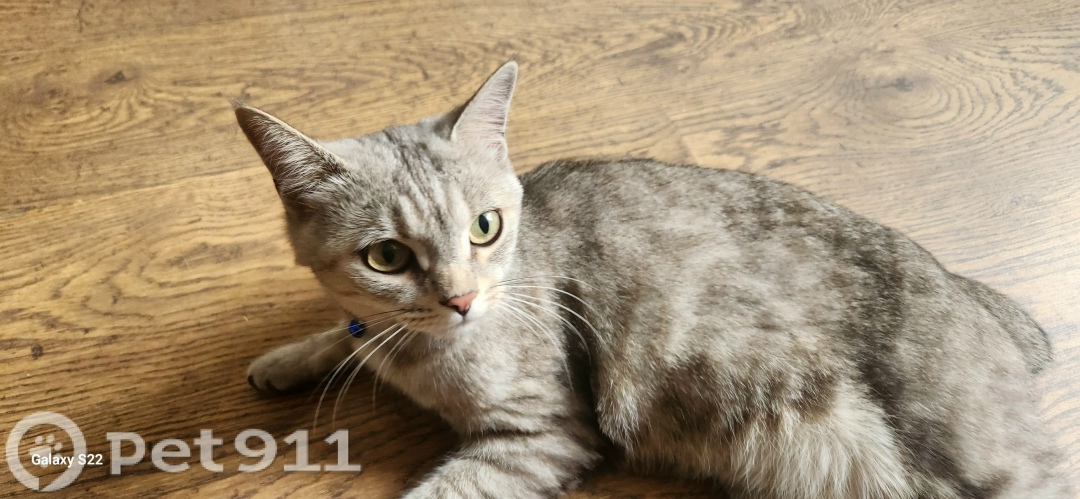 Найдена кошка в Ставрополе — фото объявления