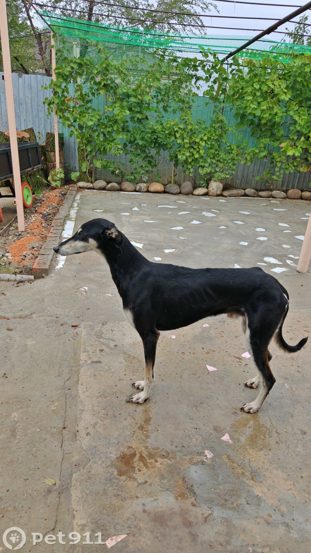 Найдена собака в Ставрополе — фото объявления